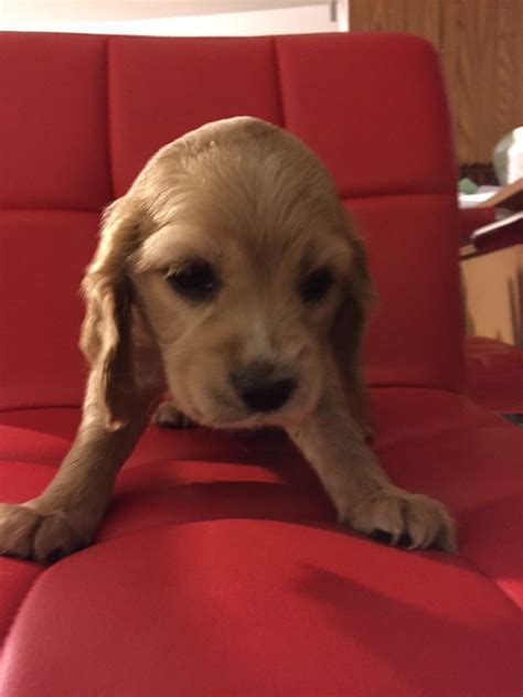 Visit us now to find your dog. English Cocker Spaniel Puppies For Sale | Phoenix, AZ #246980