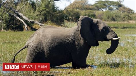 농작물을 훼손하고 가축을 살해한다 보츠와나 코끼리 사냥 허용키로 bbc news 코리아