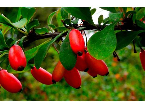 Barberry Berberis Barberry Care Description Of Barberry Species And