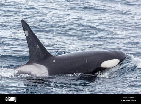 Adult Bull Type A Killer Whale Orcinus Orca In The Gerlache Strait