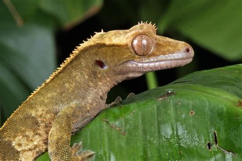 8 Rarest Crested Gecko Morphs With Pictures Pet Keen