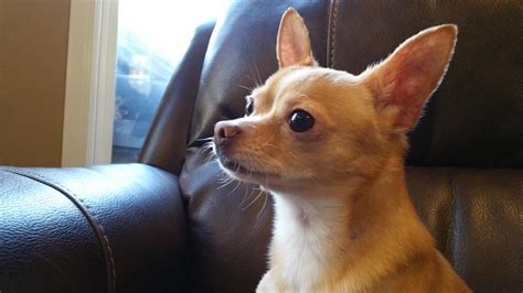 Chihuahua Lifespan Reddit Pets Lovers