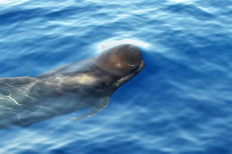 First British Document Of The Short Finned Pilot Whale In Wales