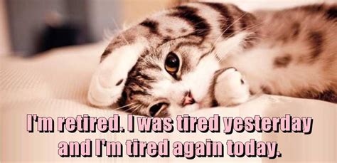 Re Tired Lolcats Lol Cat Memes Funny Cats Funny Cat Pictures