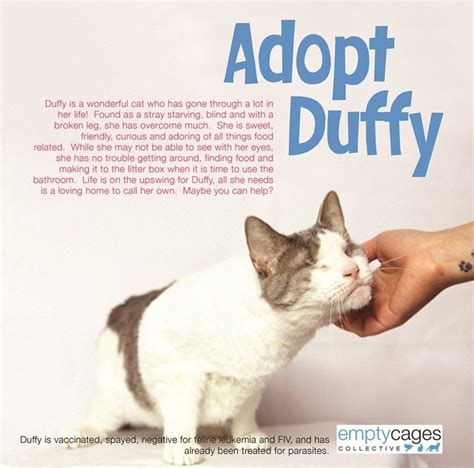 22 Clever Cat Adoption Ad Campaigns Cat Adoption Clever Cat Cats