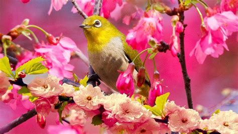 4k Hdr Video Beautiful Flower Shade Sakura And Spring Flowers Youtube