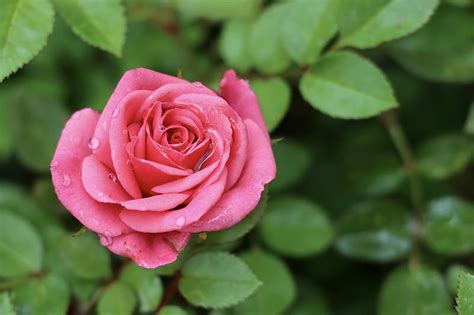 Pink Rose In Bloom During Daytime Hd Wallpaper Peakpx