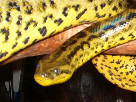 Photo Gallery Anacondas Adult Female Yellow Anaconda