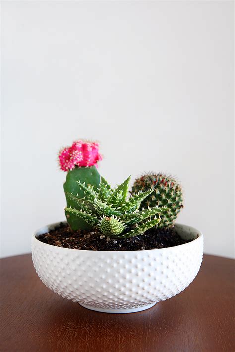 We did not find results for: Cactus And Succulent Gift Ideas - Eighteen25