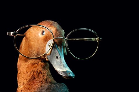 A Duck With Glasses On Behance