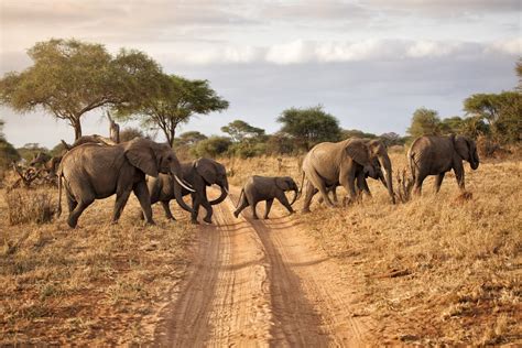 Tanzania El Gran Safari Africano