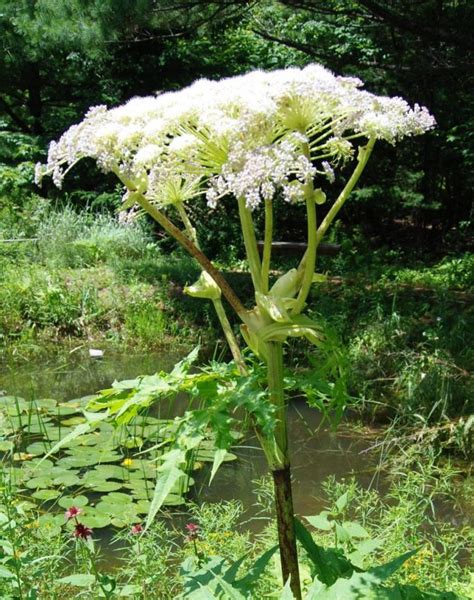 Giant Hogweed Planting Flowers Invasive Plants Horticulture