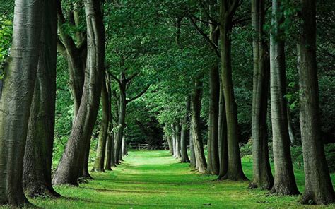 Free Download Tree Lined Road Free Wallpaper Download Download Free
