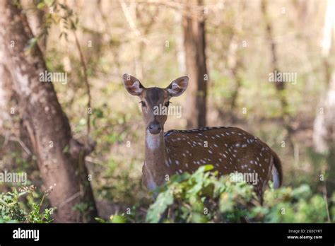 Spotted Deer Also Known As Chital Deer And Axis Deer In Its Natural