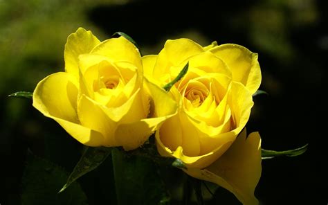 Yellow Roses Couple Download Contentyellow Roses Hd Wallpaperhtml A