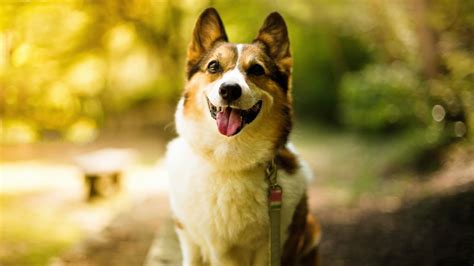 Cute Pet Dogs Corgi Photography Hd Wallpaper 1920x1080 Download