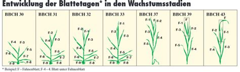 Wichtige arten für deutschland anbau: Gelbrost im Winterweizen - Beratungsring Ackerbau ...