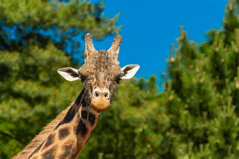 Giraffe Free Stock Photo Public Domain Pictures