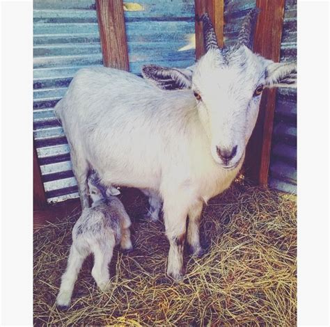 Mini Alpine Mama Goat With Twin Bucklings Goats Cutebabyanimals
