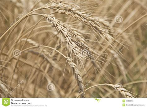 Golden Grain Stock Photo Image Of Health Cereal Grain 44260268