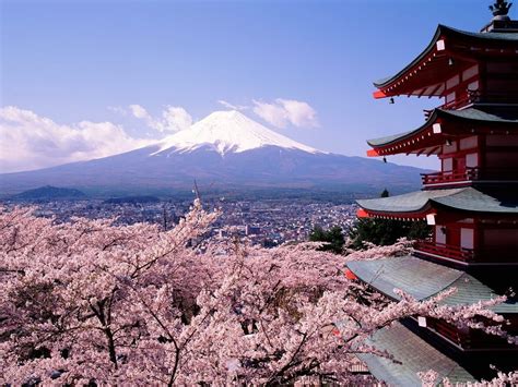 Cherry Blossoms And Fuji Japanese Cherry Tree Sakura Wallpaper