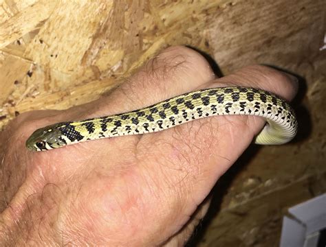 E Midlands Checkered Garter Snakes Reptile Forums
