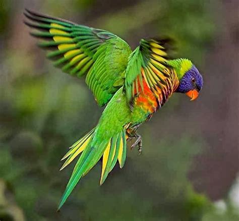 Rainbow Lorikeet Parrot 9 Flying Australian Parrots Australian Fauna
