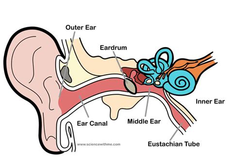 Science With Me Learn About The Ear