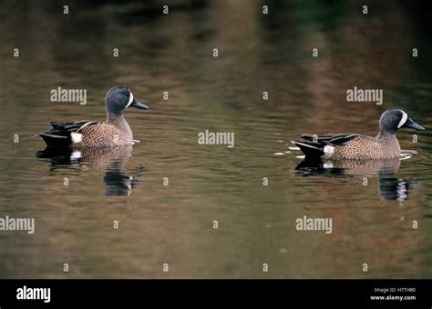 Blue Winged Teal Anas Discors Males On Lake North America Stock