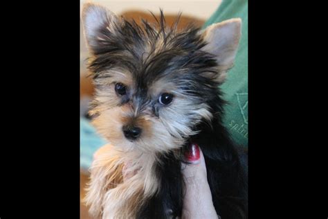 My kennel is located in the country, three kilometers north of gothenburg. Rising Star Kennel - Yorkshire Terrier Puppies For Sale ...