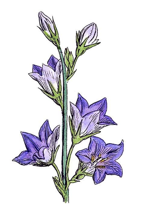 Vintage Stock Images Botanical Wild Flowers Purple