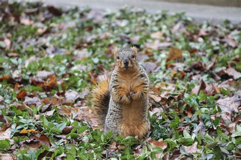 Squirrels In The Rain At The University Of Michigan On Thu Flickr