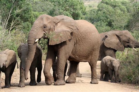 Loxodonta Africana ♀ African Elephant Hluhluwe Imfolozi Flickr