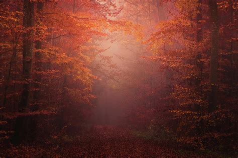 Magic Autumn Forest Photograph By Attila Gimesi