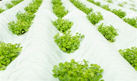 Maybe you would like to learn more about one of these? How to Grow Cress Seeds | eBay
