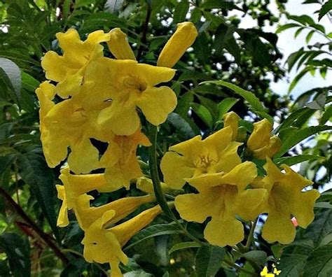 Arbol Con Flores Amarillas
