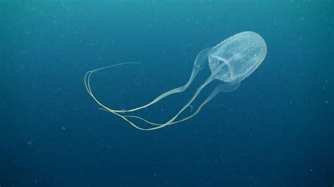 Box Jellyfish Class Cubozoa 03 November 2014 Sail Rock Underwater Video
