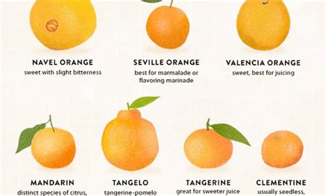 Most Famous And Delicious Orange Types And Varieties Complete Gardering