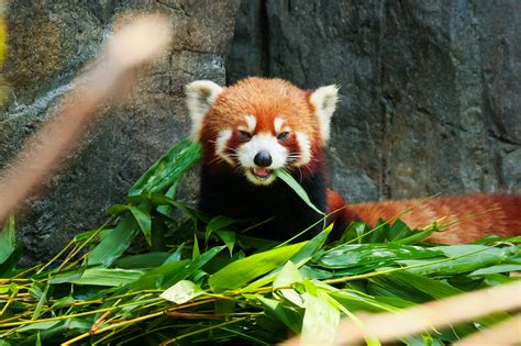 Cute Red Panda Eating Bamboo Pandata