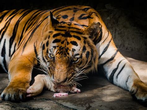 Tiger Eating Meat In A Zoo Stock Image Image Of Snack 58333589