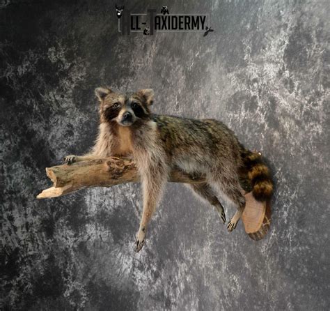 Raccoon Taxidermy For Sale Sku 1178 All Taxidermy