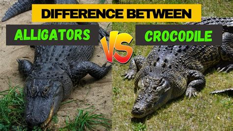 a newly discovered difference between alligators and crocodile comparison and similarity youtube