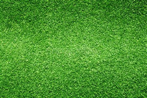 Grass Background Golf Courses Green Lawn Stock Photo Image Of Nature