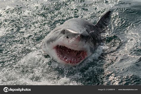 Shark With Mouth Open