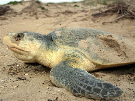 Kemps Ridley Sea Turtle Sea Turtle Facts And Information