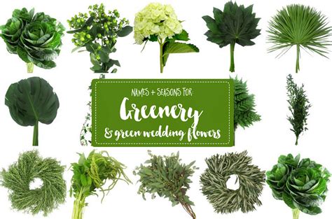 The Essential Guide To Greenery For Weddings Green Flower Names