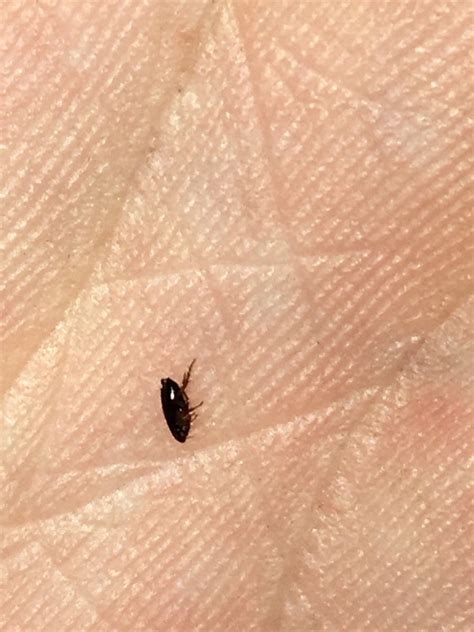 Little Black Round Bugs In Bedroom