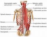 Pictures of Core Muscles Lower Back Pain