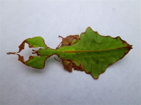 Leaf Camouflage Bug Plant Leaves Cool Insects Beautiful Creatures
