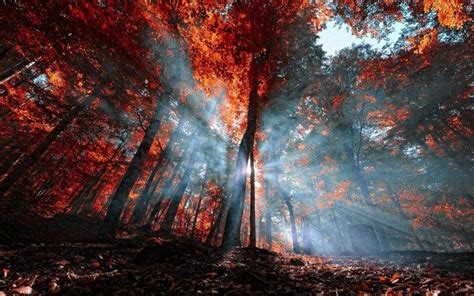 Nature Mist Landscape Leaves Forest Sun Rays Fall Trees Red